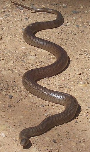 1 dolar, Niebezpieczne zwierzęta świata - Australia's Brown Snake, 2010